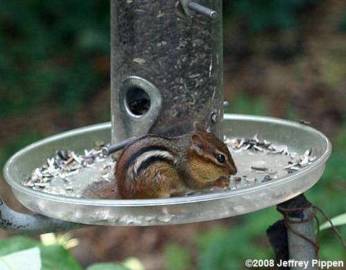 Eastern Chipmunk (Tamias striatus)