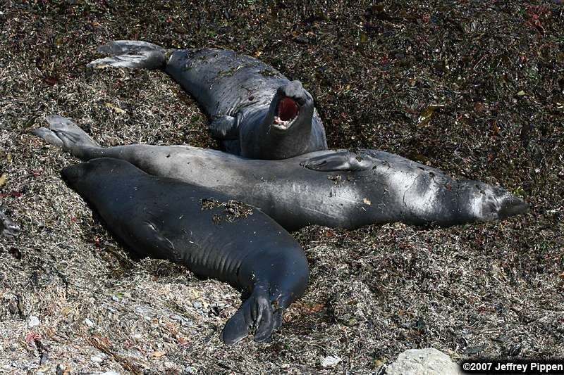 Northern Elephant Seal (Mirounga angustirostrus)