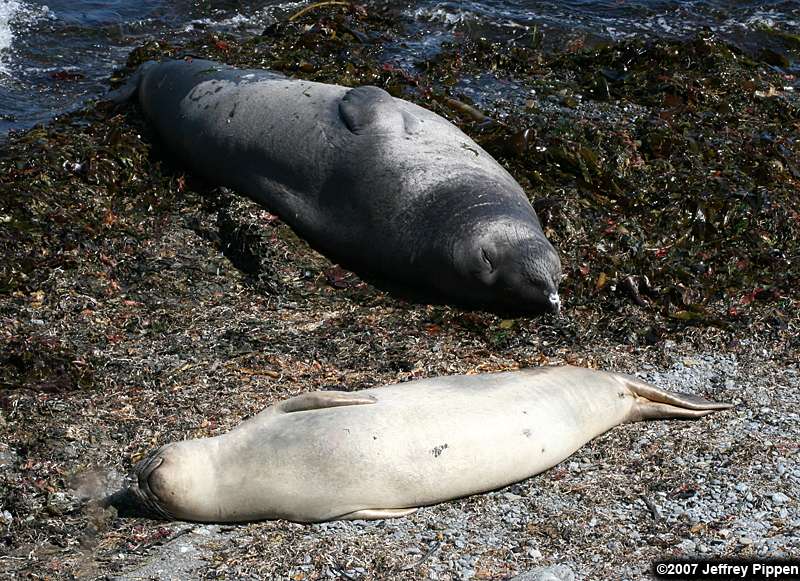 Northern Elephant Seal (Mirounga angustirostrus)