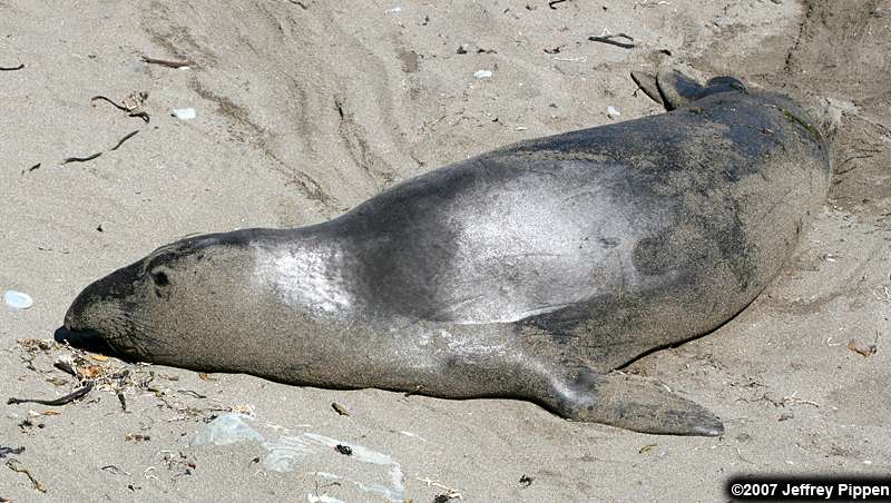 Northern Elephant Seal (Mirounga angustirostrus)