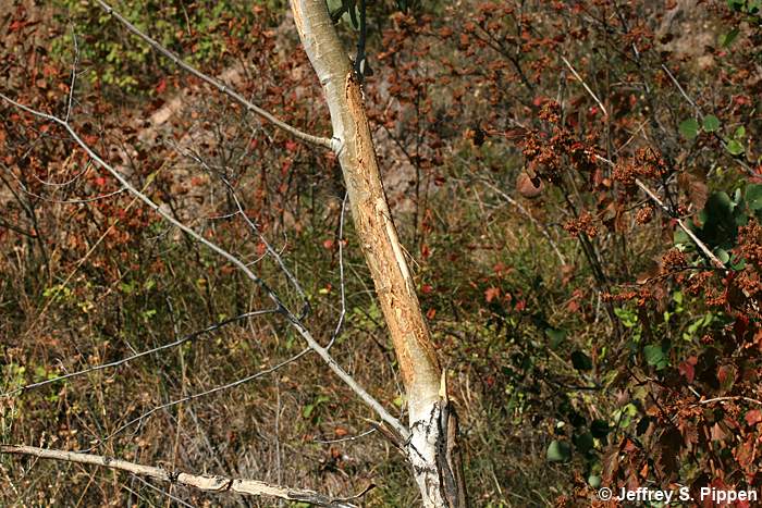 Elk (Cervus elaphus)