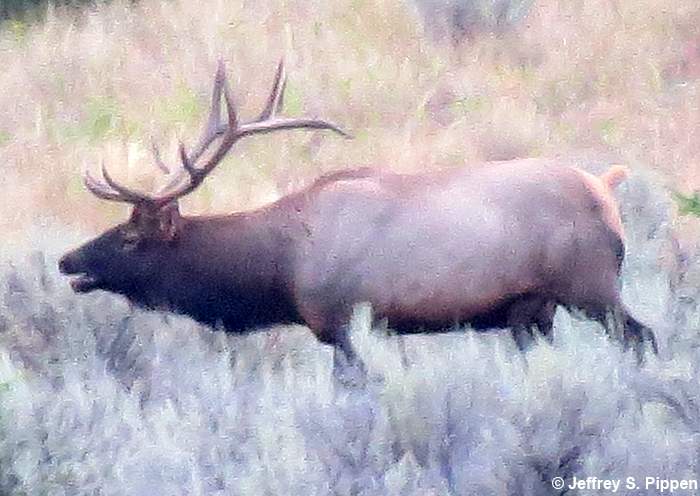 Elk (Cervus elaphus)