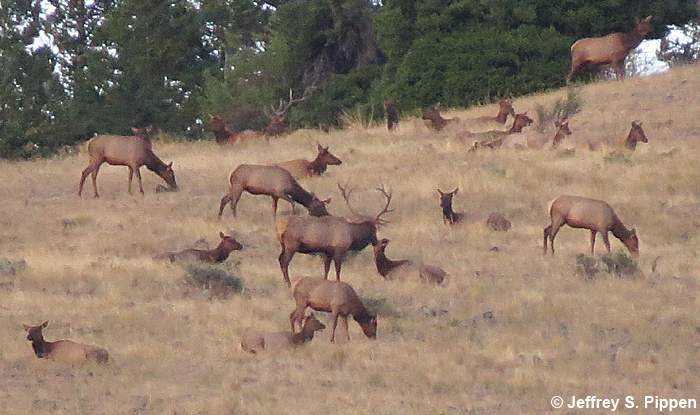 Elk (Cervus elaphus)