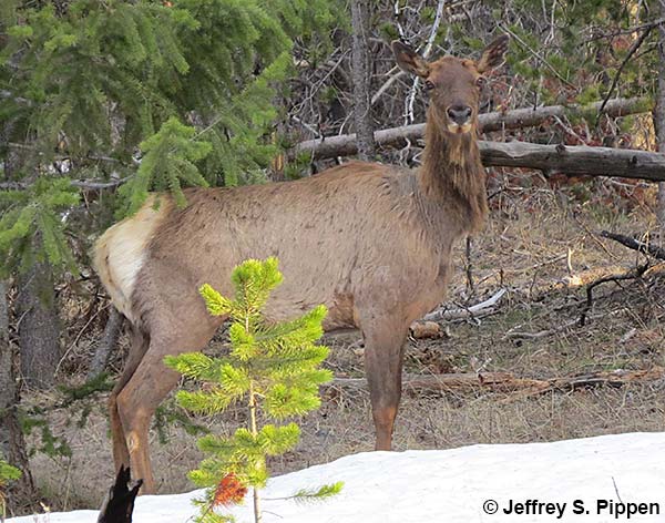 Elk (Cervus elaphus)