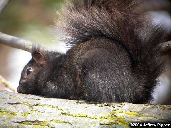 Eastern Fox Squirrel (Sciurus niger)