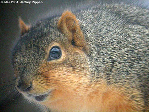 Eastern Fox Squirrel (Sciurus niger)