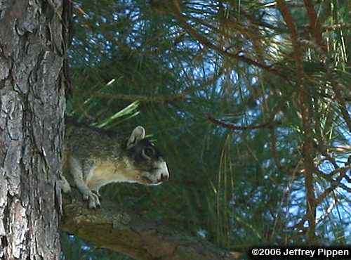 Eastern Fox Squirrel (Sciurus niger)