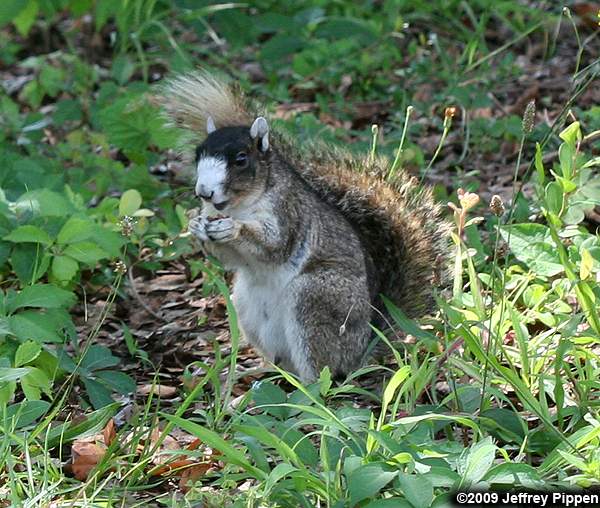 Eastern Fox Squirrel (Sciurus niger)