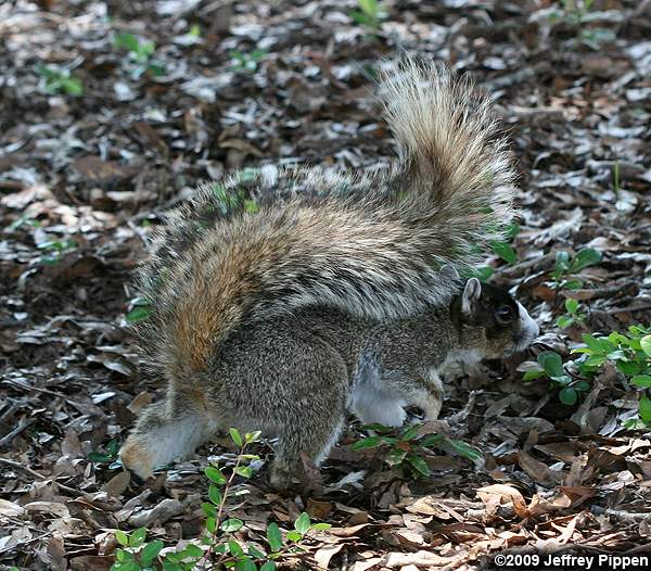 Eastern Fox Squirrel (Sciurus niger)