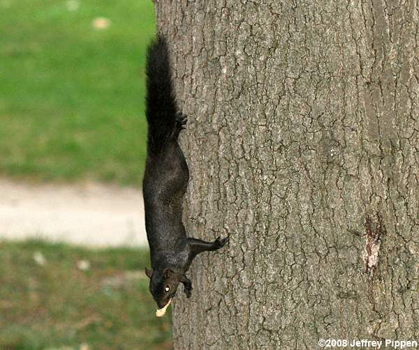 Gray Squirrel (Sciurus caroliniensis)