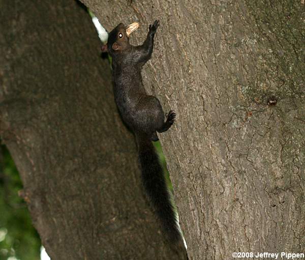 Gray Squirrel (Sciurus caroliniensis)