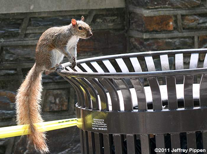 Gray Squirrel (Sciurus caroliniensis)