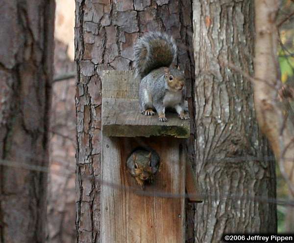 Gray Squirrel (Sciurus caroliniensis)