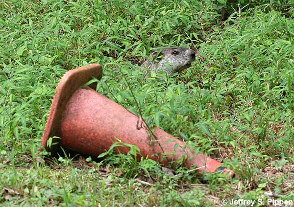 Woodchuck (Marmota monax)
