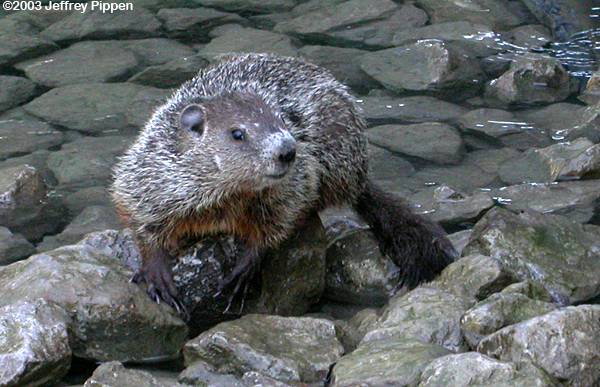 Woodchuck (Marmota monax)