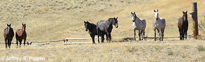 Feral Horse (Equus ferus caballus)