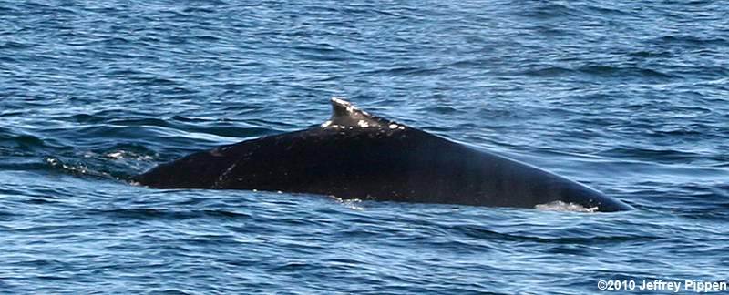 Humpback Whale (Megaptera novaeangliae)