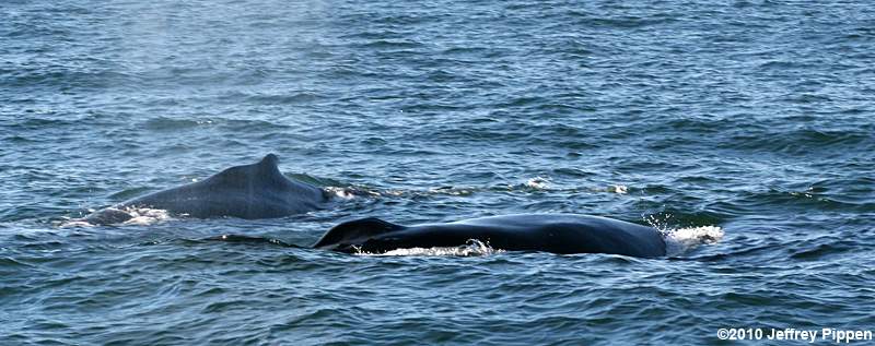 Humpback Whale (Megaptera novaeangliae)