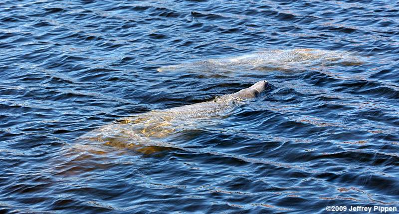 West Indian Manatee (Trichechus manatus)