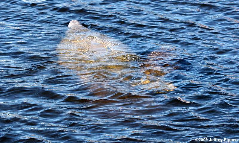 West Indian Manatee (Trichechus manatus)