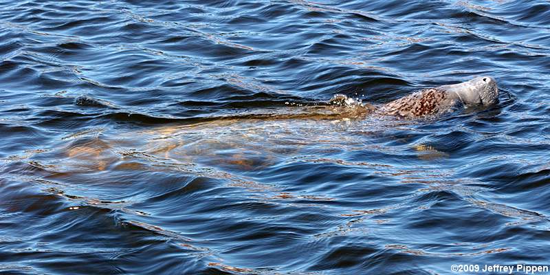 West Indian Manatee (Trichechus manatus)