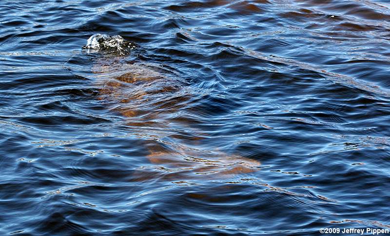 West Indian Manatee (Trichechus manatus)