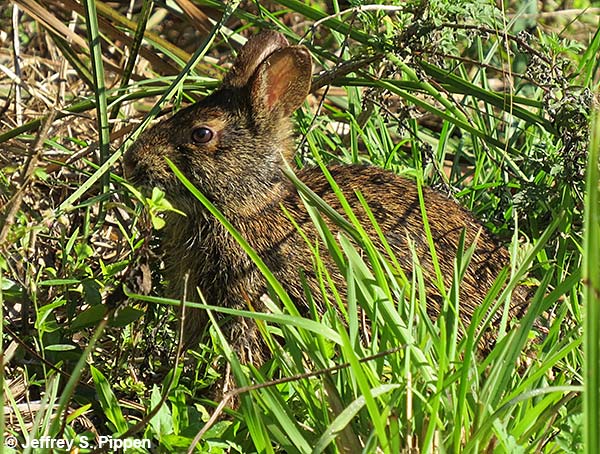 Marsh Rabbit (Sylvilagus palustris)