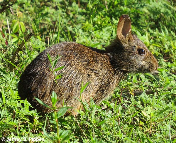 Marsh Rabbit (Sylvilagus palustris)