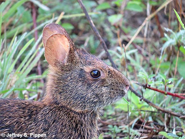 Marsh Rabbit (Sylvilagus palustris)