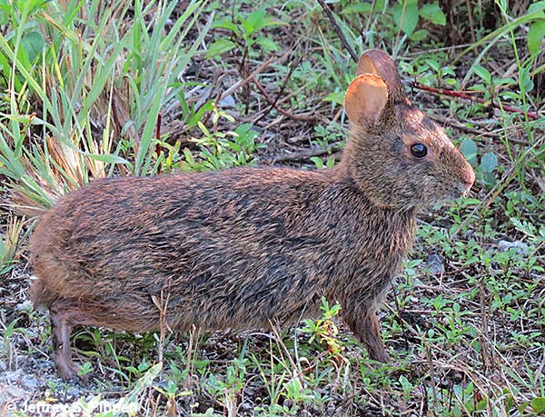 Marsh Rabbit (Sylvilagus palustris)