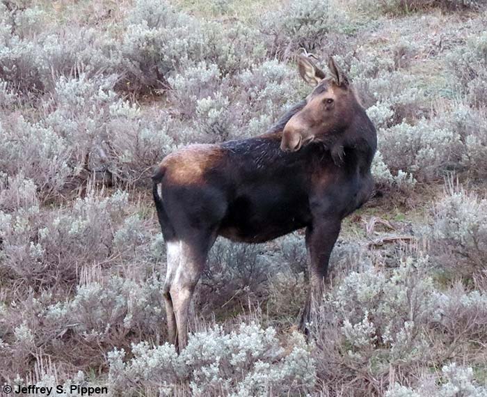 Moose (Alces alces)