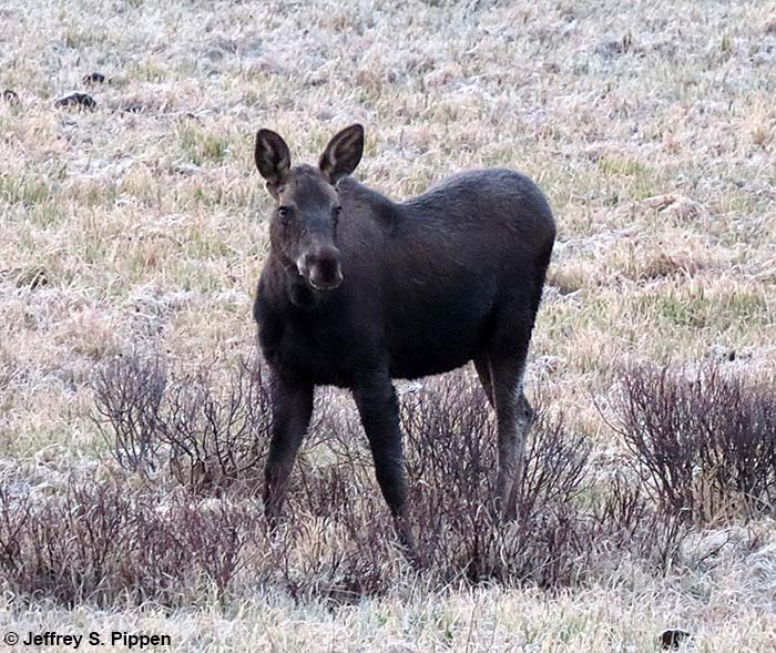 Moose (Alces alces)