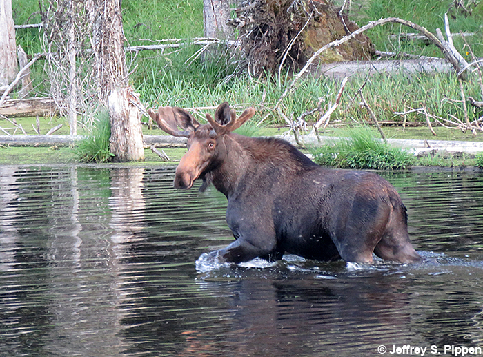Moose (Alces alces)