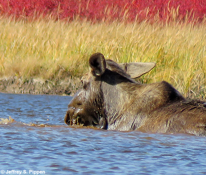 Moose (Alces alces)