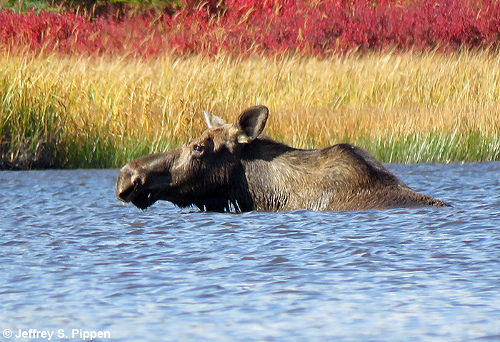 Moose (Alces alces)