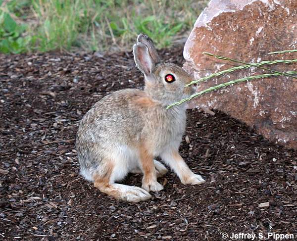 Mountain Cottontail (Sylvilagus nuttallii)