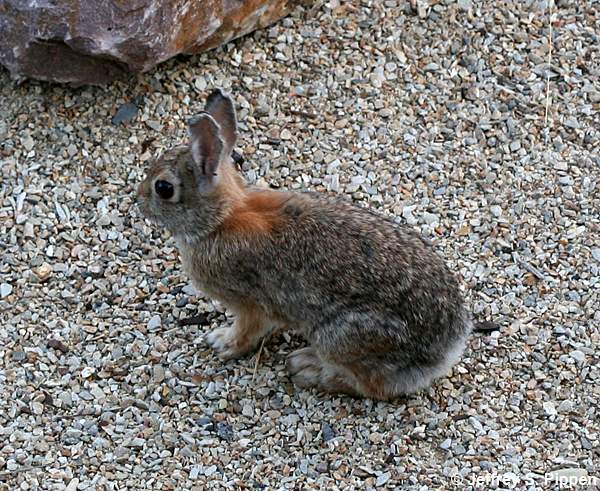 Mountain Cottontail (Sylvilagus nuttallii)