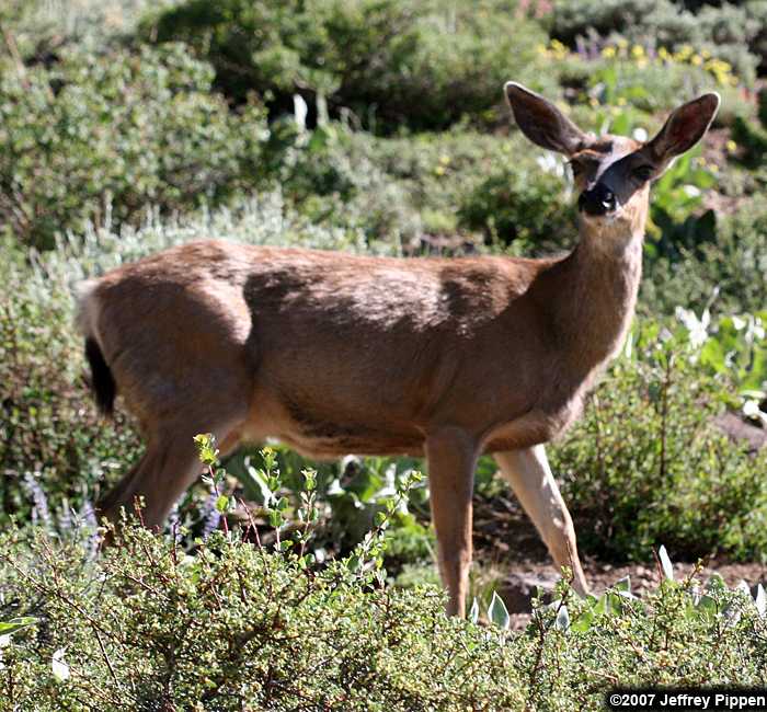 Mule Deer (Odocoileus hemionus)