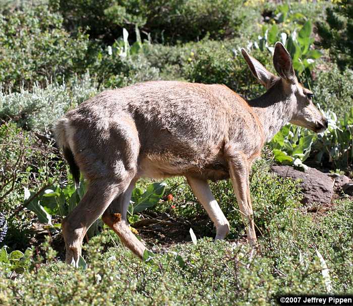 Mule Deer (Odocoileus hemionus)