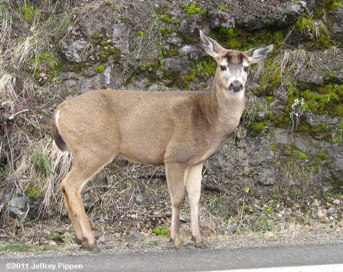 Mule Deer (Odocoileus hemionus)