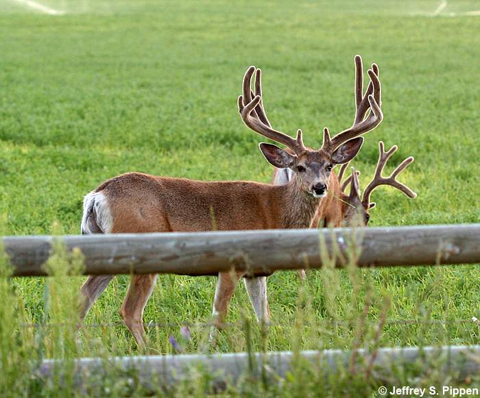 Mule Deer (Odocoileus hemionus)