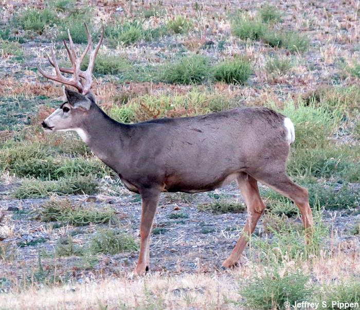 Mule Deer (Odocoileus hemionus)