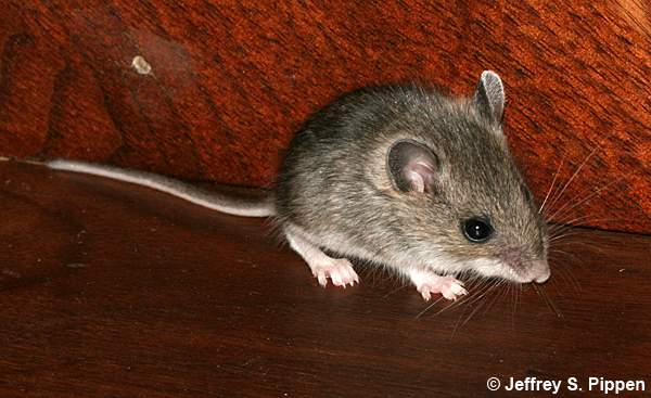 North American Deermouse (Peromyscus maniculatus)