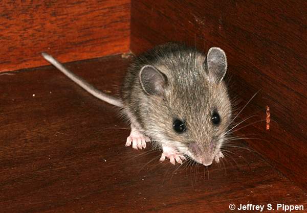 North American Deermouse (Peromyscus maniculatus)