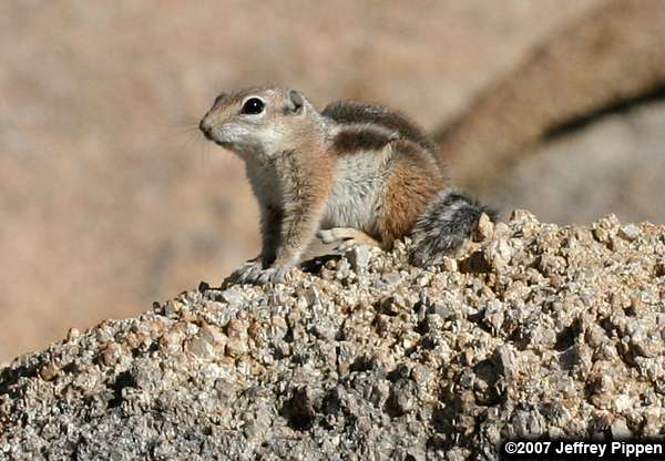 Nelson's Antelope Squirrel (Ammospermophilus nelsoni)