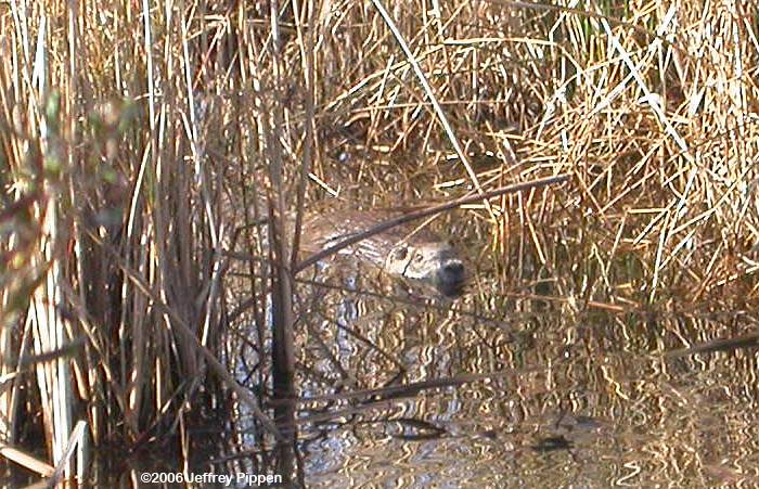 Nutria (Myocastor coypus)