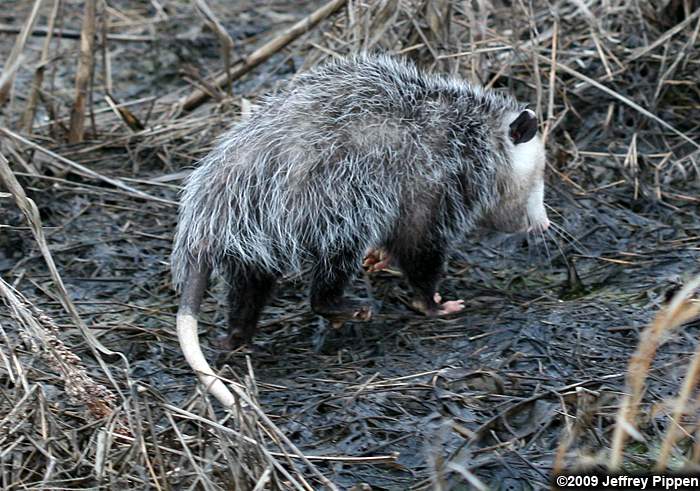 Virginia Opossum (Didelphis virginiana)