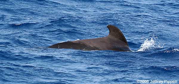 Pilot Whale (Globicephala sp.)