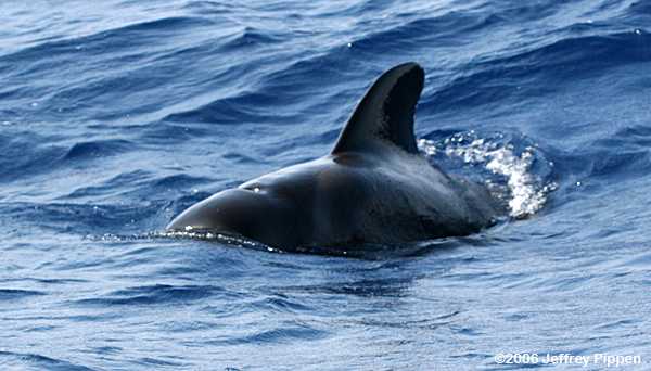 Pilot Whale (Globicephala sp.)
