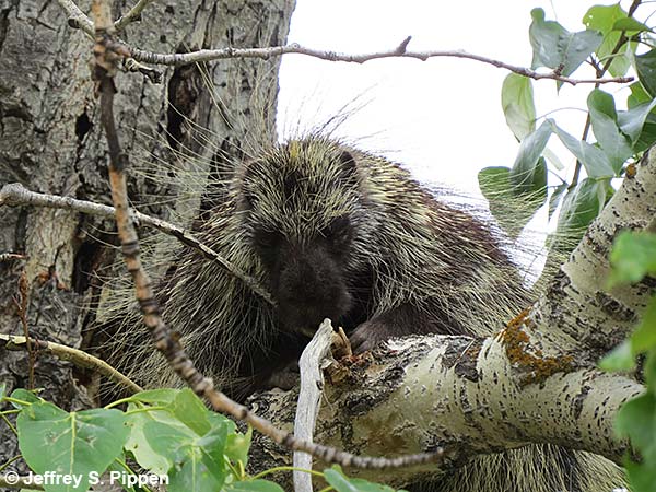 North American Porcupine (Erethizon dorsatum)
